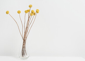 Set of flowers craspedia in glass vase, copy space