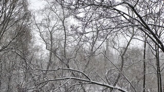 View from the window of trees and snowfall