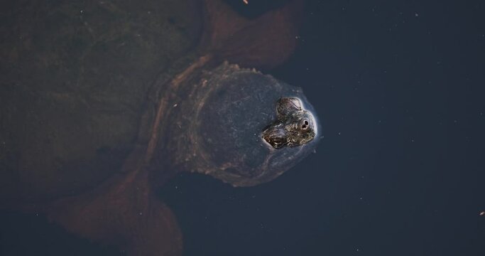 Closeup of Common Snapping Turtle in Florida Pond