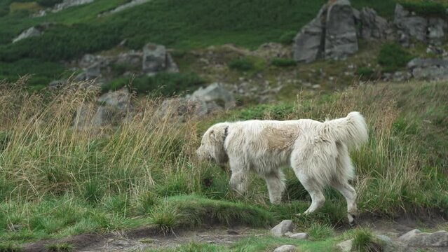 A white shepherd dog walks on tall grass in nature in the mountains. The sympathetic gaze of a large dog herding a flock of sheep. High quality 4k video