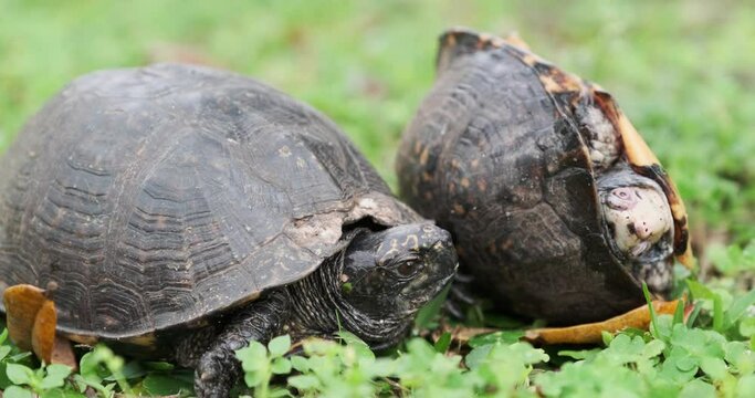 Wildlife Animal Video of Fighting Turtles