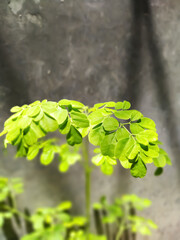 leaves on the ground