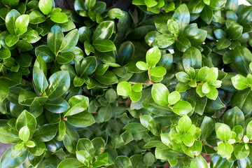 Fototapeta na wymiar Green plant leaves background, top view. Nature spring concept. Green leaf texture