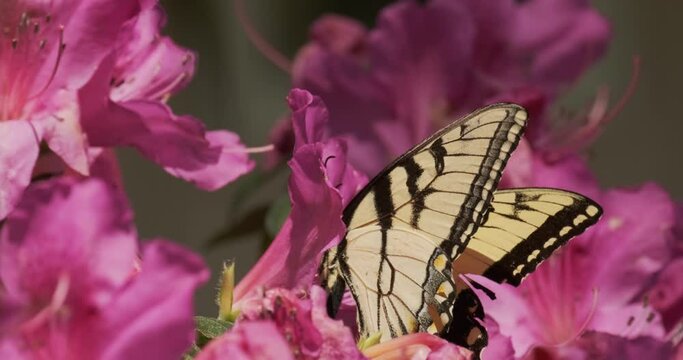 Eastern Tiger Swallowtail Butterfly (Papilio glaucus) on Spring Azalea Flowers