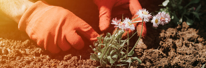 male hands in red gloves of young mature man gardener and farmer plants daisy wildflowers on his...