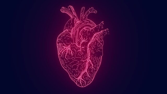 healthy Human Heart Anatomy The cardiovascular system medical science concept animation