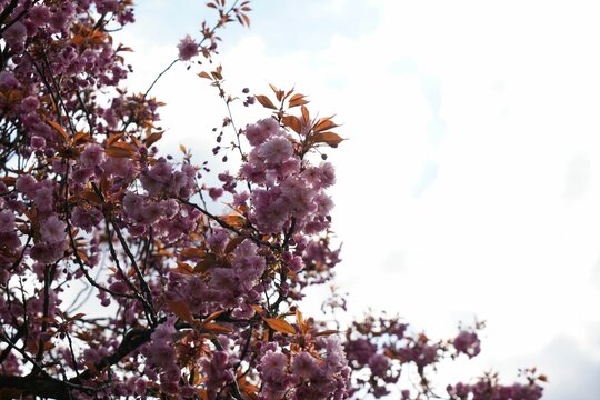 Closeup of Prunus serrulata, Japanese cherry tree branches with pink flowers.