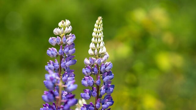 Closeup of Lupinus polyphyllus, the large-leaved lupines.