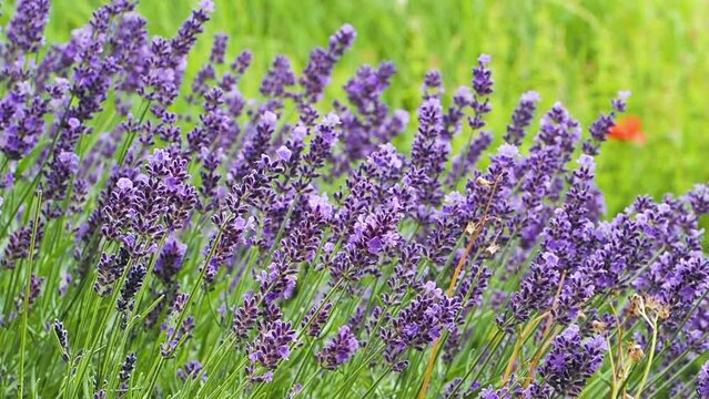 Lavendel und Bienen - lavandula angustifolia 