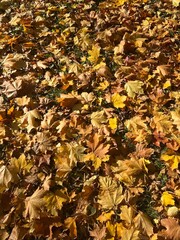 Autumn falling leaves on the ground, yellow and red dry leaves, natural background