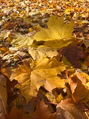 Autumn falling leaves on the ground, yellow and red dry leaves, natural background
