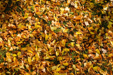 Grass covered with colorful leaves. Selective focus.