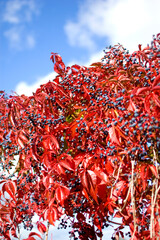 Virginia creeper - Parthenocissus quinquefolia against blue sky.