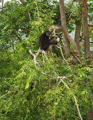 Gibbons à mains blanches dans un parc animalier près de Ratchaburi en Thaïlande