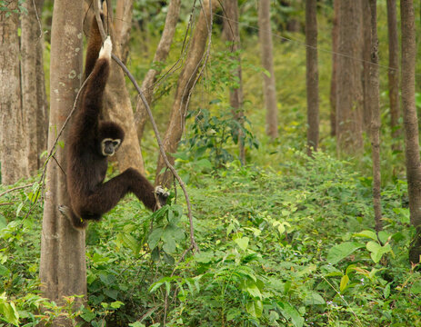 Gibbons &agrave; mains blanches dans un parc animalier de Tha&iuml;lande
