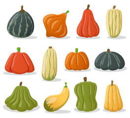 Different squashes or pumpkins flat vector illustrations set. Collection of cartoon drawings of healthy vegetables isolated on white background. Organic food, autumn or fall concept