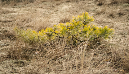 Young pine turning yellow.