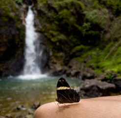beautiful butterfly perched on the elbow with waterfall background in Kanchanaburi , Thailand.