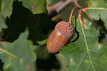 one acorn on branch oak tree, with green leaves surrounding the acorn. Natural autumn scene macro...