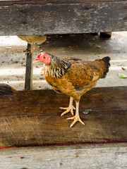 Brown Chicken enjoy life in Thailand.