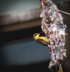 Nesting small bird prepare for parents family.