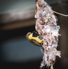 Nesting small bird prepare for parents family.