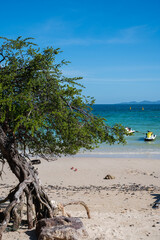 Tree with seascape in Koh larn island in pattaya beach, Thailand