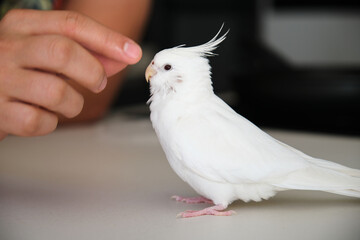 Owner hand training its albino cockatiel. White-faced Lutinos mutation.