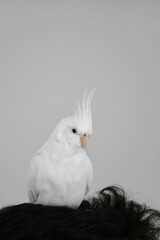 Albino cockatiel on the head of its owner. White-faced Lutinos mutation.