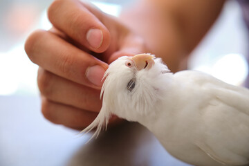 Owner hand stroking its albino cockatiel. White-faced Lutinos mutation.