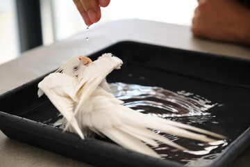 Owner hand bathing its albino cockatiel. White-faced Lutinos mutation.