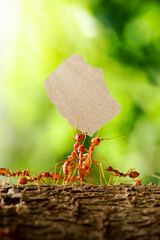 ants carrying a sheet of paper on nature background, vertical.                        