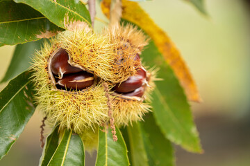 chestnuts on the tree in autumn