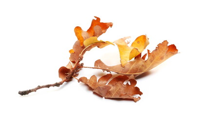 Oak tree leaves on twig isolated on white 