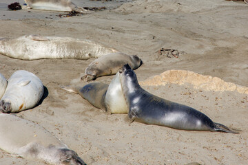 Elephant seals laying on the beach. Two seals playing with each other