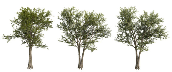 tree isolated on transparent background , tree 3d render