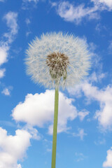 Dandelion with seeds on a blue sky with cloud background