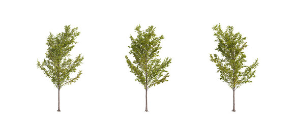 tree isolated on transparent background , tree 3d render