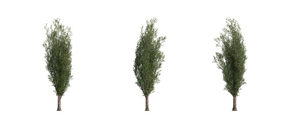 tree isolated on transparent background , tree 3d render