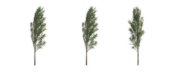 tree isolated on transparent background , tree 3d render
