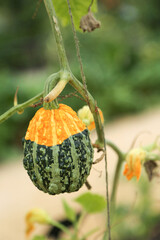 One warty pumpkin of green and orange color is hanging on the stem against the background of...