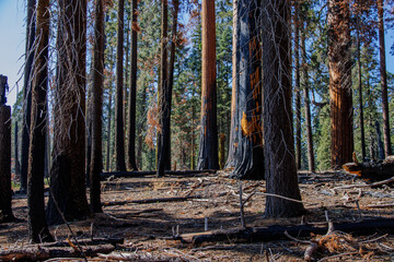 Burnt sequoia trees in Sequoia National park after a huge wildfire in the summer of 2022 