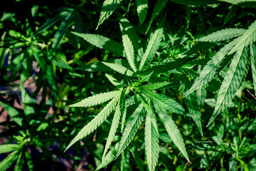 Plant de Cannabidiol CBD Chanvre