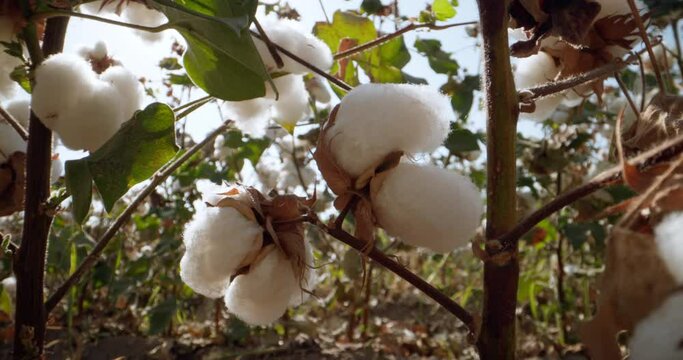 Local farmer growing Highest quality cotton growing on the field bush with lots of cotton bolls, ready for harvest. Extreme close-up dolly probe lens view between branches of ripe cotton