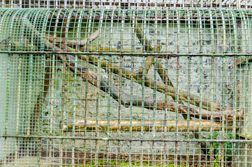 Neglected cages at an old fashioned zoo.