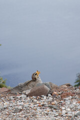 Cute little chipmunk standing on the cliff of Crater lake 
