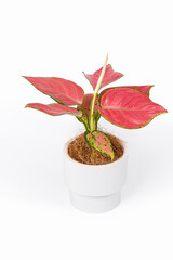 small potted red leaves plant isolated on white