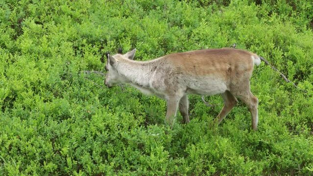 Close-up of a young domestic reindeer, Rangifer tarandus calf walking in shrubs and making loud noise on an early summer morning near Kuusamo, Northern Finland