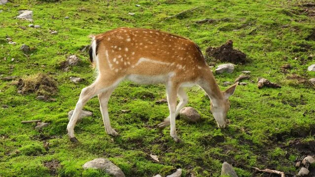 a herd of young deer grazes and eats grass, beautiful deer on a sunny summer day, a graceful female deer hisses grass 4k