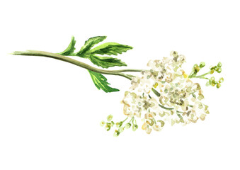 Meadowsweet or Spiraea ulmaria medical herb, plant.   Hand drawn watercolor illustration isolated on white background